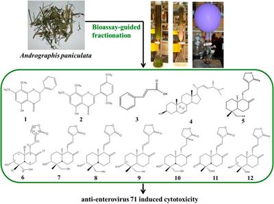 Isolation and Identification of Andrographis paniculata (Chuanxinlian) and Its Biologically Active Constituents Inhibited Enterovirus 71-Induced Cell Apoptosis